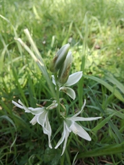 Ornithogalum nutans