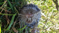 Nannospalax xanthodon