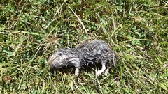 Nannospalax xanthodon