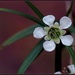 Leptospermum petersonii - Photo (c) Tatters ❀,  זכויות יוצרים חלקיות (CC BY-SA)