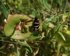 Adela trigrapha