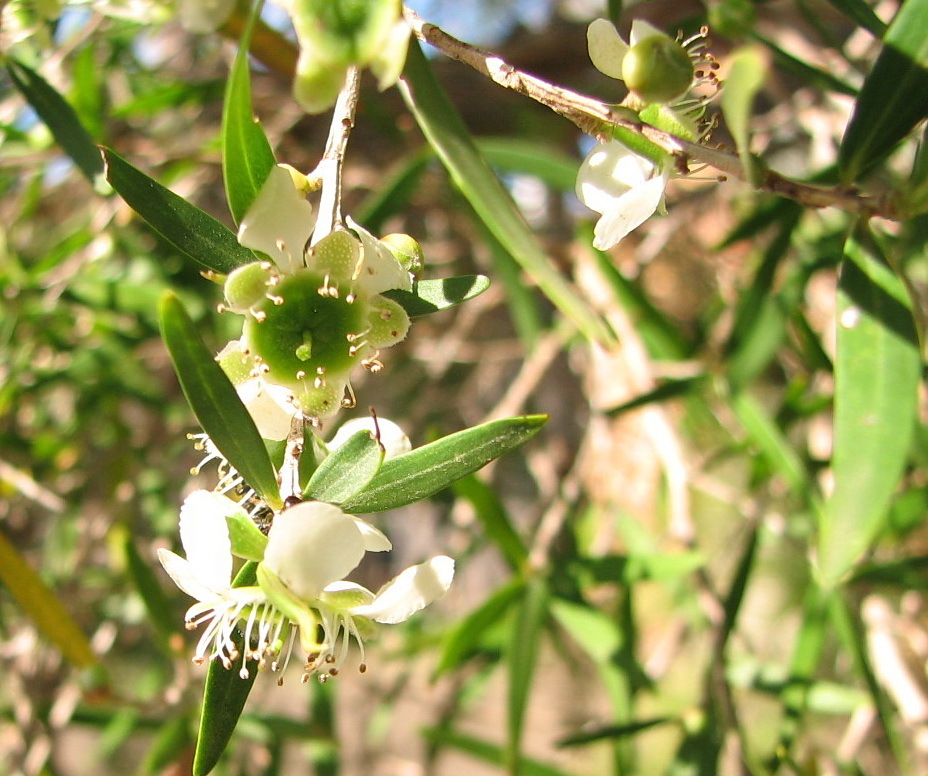 Lemon Scented Tea Tree – Leptospermum Petersonii – IndigiGrow