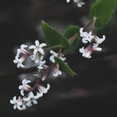 Leucopogon amplexicaulis