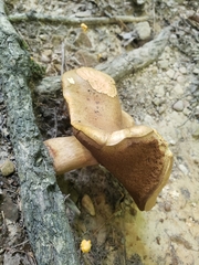 Boletus separans