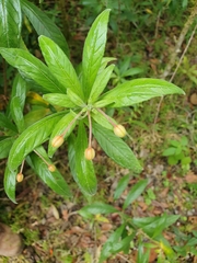 Fuchsia triphylla