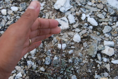 Antennaria friesiana