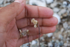 Antennaria friesiana