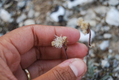 Antennaria friesiana
