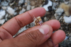 Antennaria friesiana