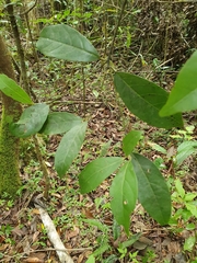 Beilschmiedia pendula