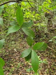 Beilschmiedia pendula