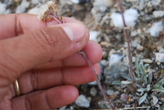Antennaria friesiana