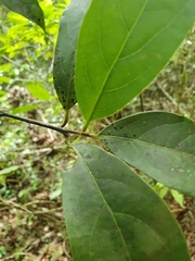 Beilschmiedia pendula