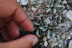 Antennaria friesiana