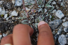 Antennaria friesiana