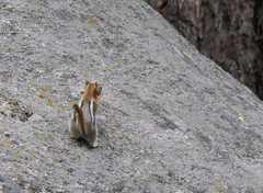 Callospermophilus lateralis bernardinus