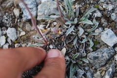 Antennaria friesiana