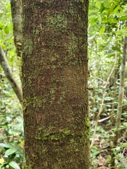 Beilschmiedia pendula