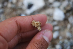 Antennaria friesiana
