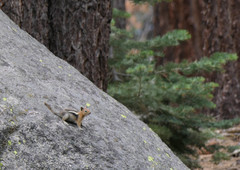 Callospermophilus lateralis bernardinus