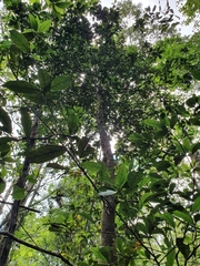 Beilschmiedia pendula