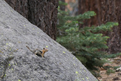 Callospermophilus lateralis bernardinus