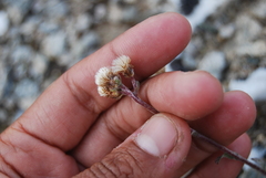 Antennaria friesiana