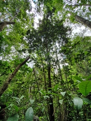 Beilschmiedia pendula