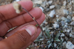 Antennaria friesiana