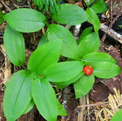 Streptopus streptopoides