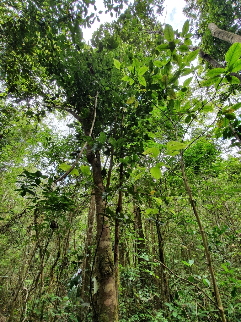Aiouea grisebachii