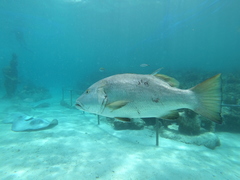 Lutjanus cyanopterus