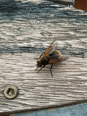 Mesembrina decipiens