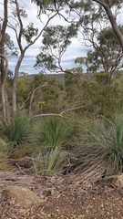Corybas × miscellus