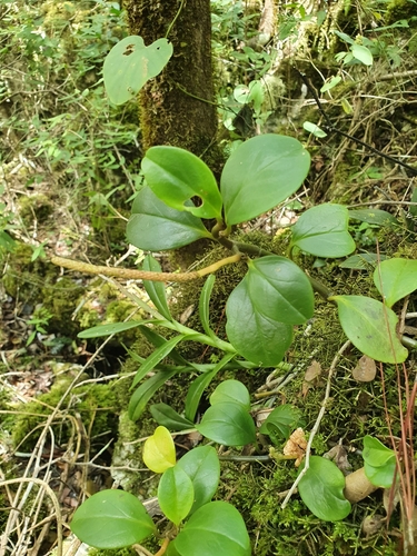 Peperomia obtusifolia
