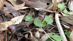 Corybas × miscellus