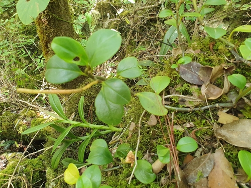 Peperomia obtusifolia