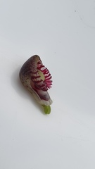 Corybas × miscellus