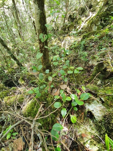 Peperomia obtusifolia