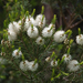 Melaleuca alternifolia - Photo (c) Eric Hunt,  זכויות יוצרים חלקיות (CC BY-NC-ND)