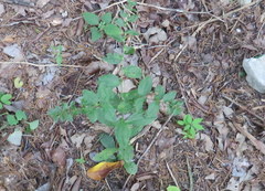 Lithospermum tuberosum