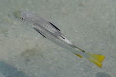 Ellochelon vaigiensis