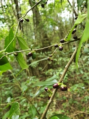 Cestrum coelophlebium