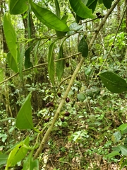 Cestrum coelophlebium