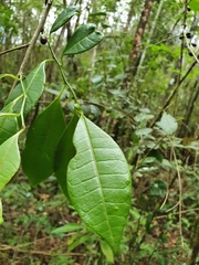 Cestrum coelophlebium