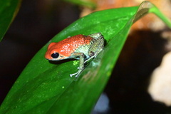 Oophaga granulifera