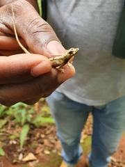 Anolis barbouri