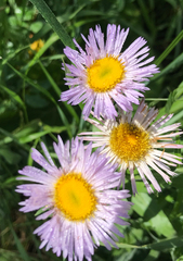 Erigeron glabellus