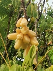 Garcinia atroviridis