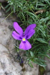 Viola dubyana